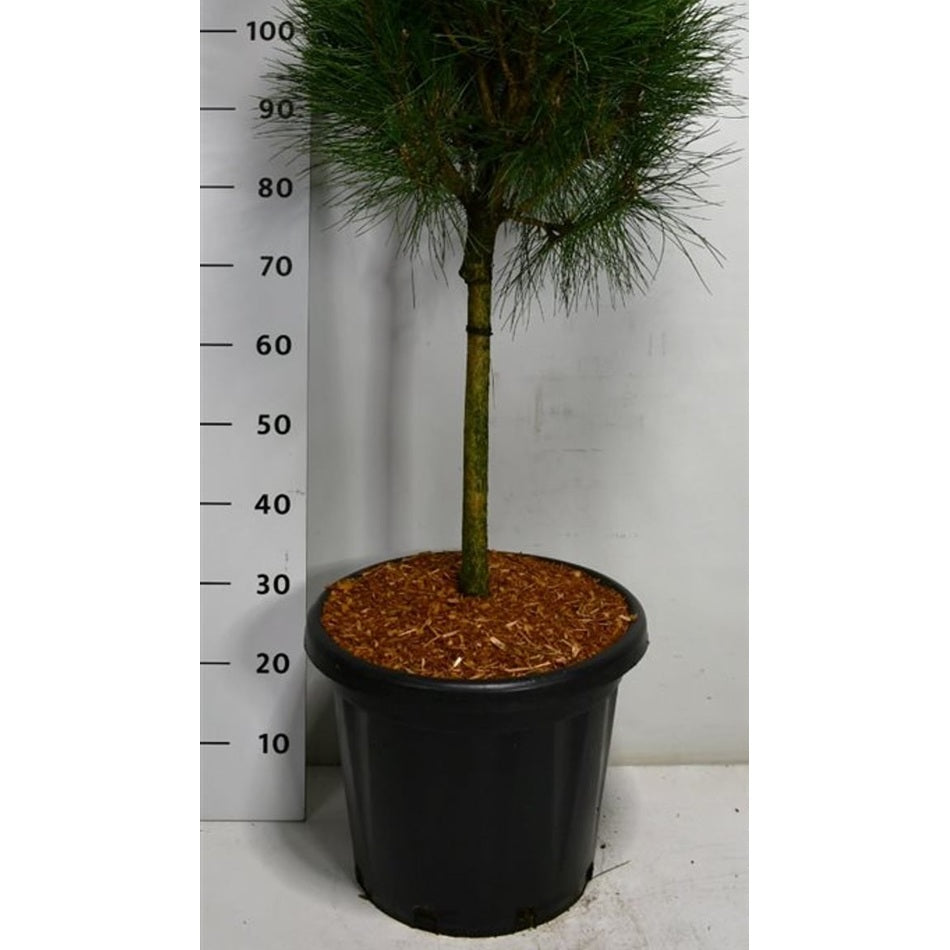 Svarttall – Pinus nigra 'Summer Breeze' - 40 CM Stem Cont.